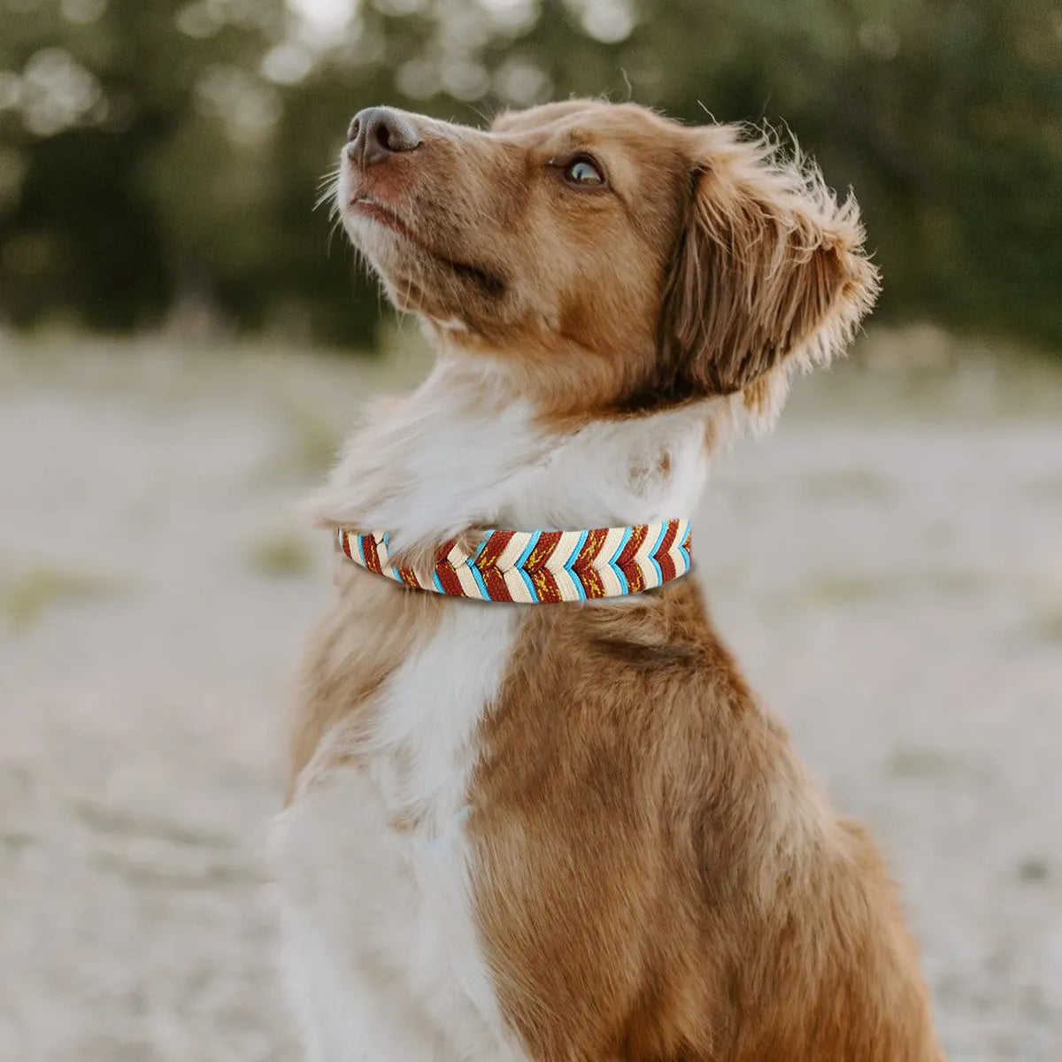 Albcorp Handmade PVC Coated Dog Collar | Luxury Braided Waterproof Collar for Small to Large Dogs | Adjustable, Durable & Easy to Clean | Stylish Design for Walks & Training